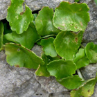 Muurinapalehti (Umbilicus horizontalis), siemeniä 50 kpl - pikkukuva 2