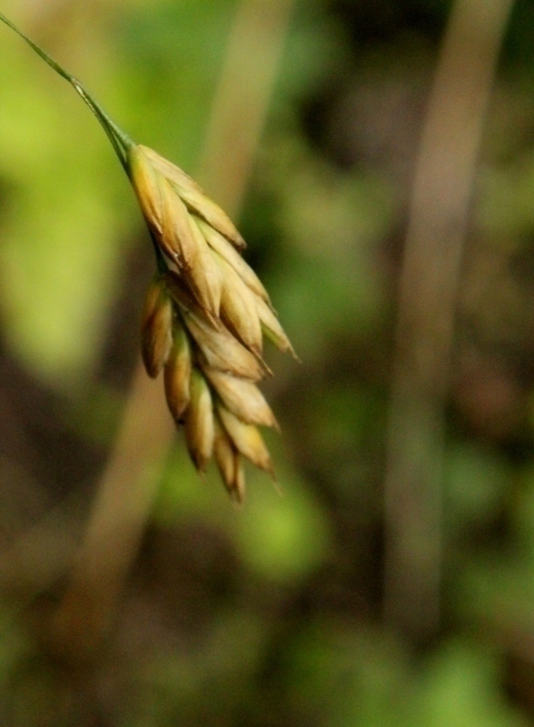 Ruiskattara (Bromus secalinus), siemeniä 50 kpl