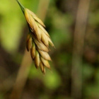 Ruiskattara (Bromus secalinus), siemeniä 50 kpl - pikkukuva 1