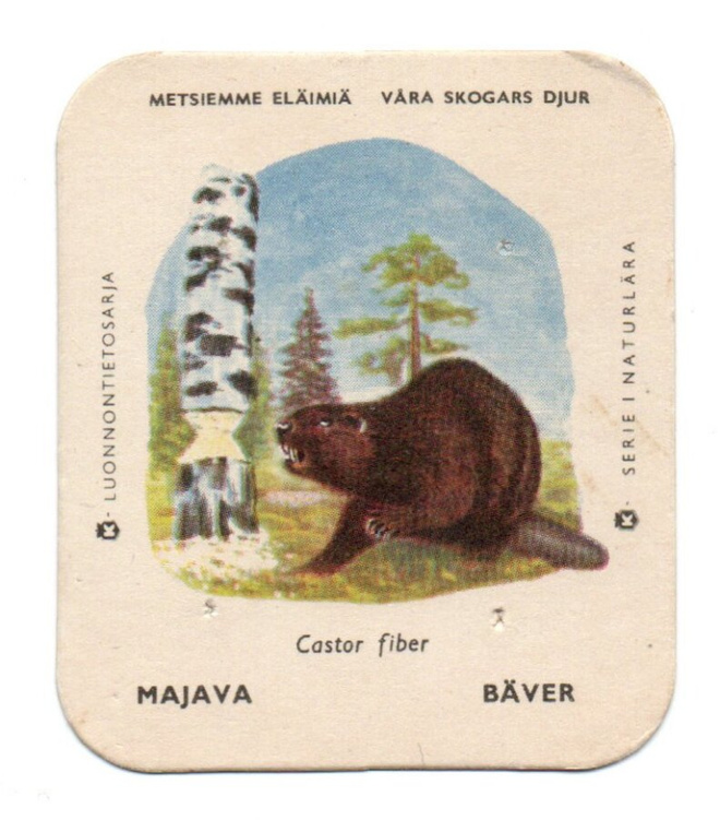 Kahvilappu MAJAVA Isompi kuvakoko