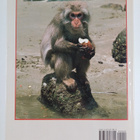 Jo Stewart-Smith : In the Shadow of Fujisan - Japan and I... - pikkukuva 2