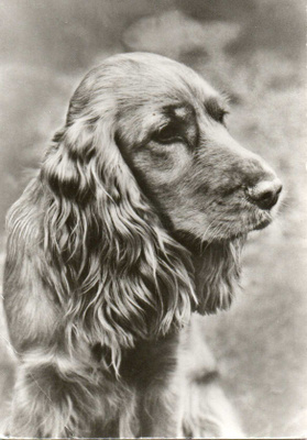 COCKERSPANIEL POSTIKORTTI - PLANET VERLAG
