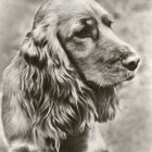 COCKERSPANIEL POSTIKORTTI - PLANET VERLAG - pikkukuva 1