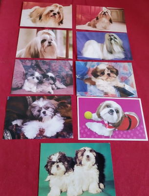 9 SHIH-TZU  POSTIKORTTIA