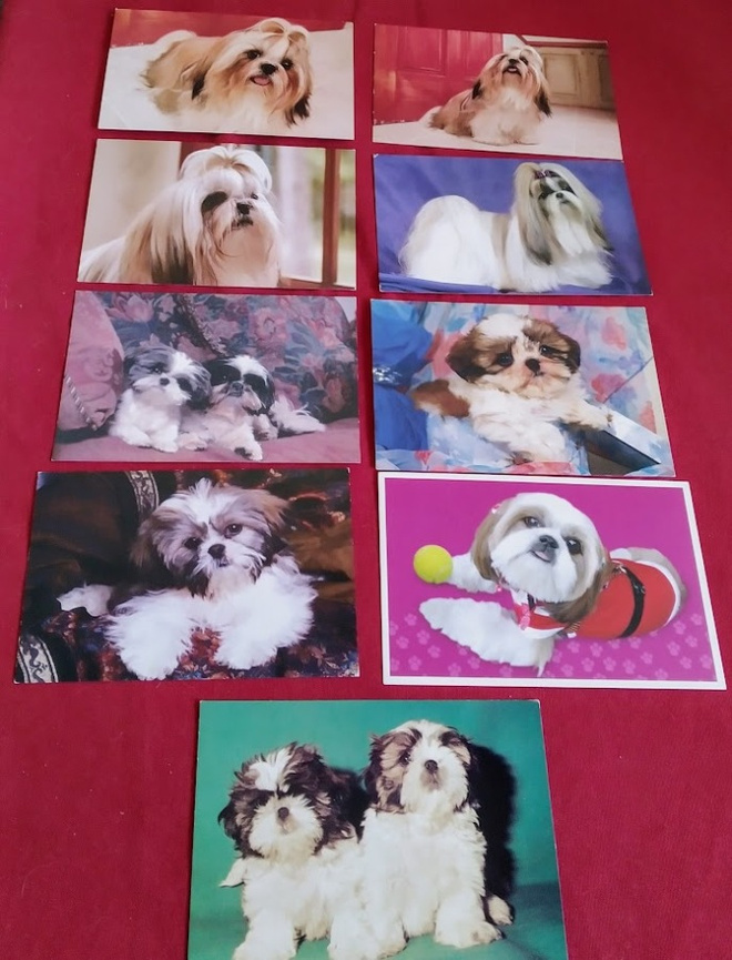 9 SHIH-TZU  POSTIKORTTIA