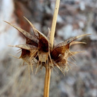 "Piikkikotilokukka" (Moluccella spinosa), siemeniä 30 kpl - pikkukuva 2