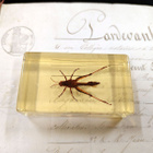 Natura Obscura – Entomologinen näyte no. 360 - pikkukuva 3