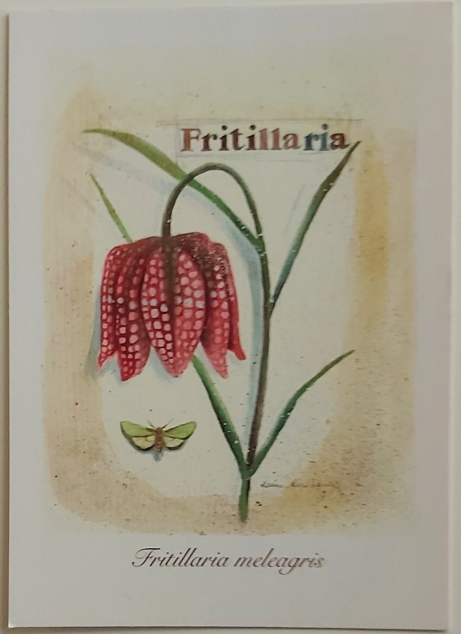 "Kirjopikarinlilja"-KULKEMATON POSTIKORTTI