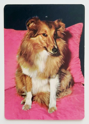 "Collie"-KULKEMATON POSTIKORTTI