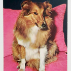 "Collie"-KULKEMATON POSTIKORTTI - pikkukuva 1
