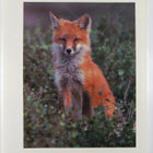 William J. Yenne : Wildlife of North America - pikkukuva 2