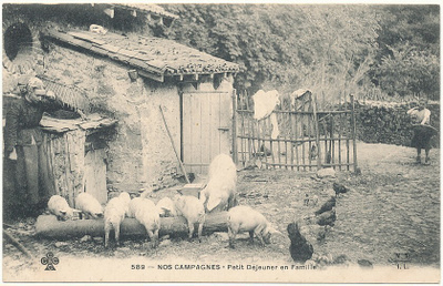 SIKOJA maatalon pihassa - vanha Carte Postale