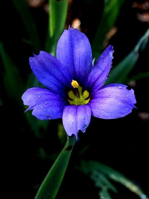 Kuovinkukka (Sisyrinchium montanum), siemeniä 50 kpl