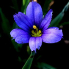 Kuovinkukka (Sisyrinchium montanum), siemeniä 50 kpl - pikkukuva 1