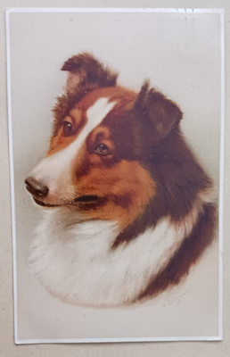 Schwar: Skotlanninpaimenkoira, vanha väripk, p. 1910