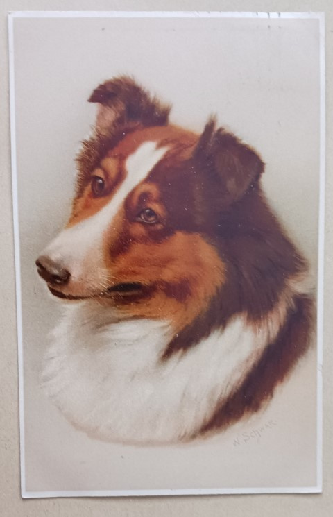Schwar: Skotlanninpaimenkoira, vanha väripk, p. 1910