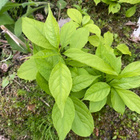Amerikankelasköynnös (Celastrus scandens), siemeniä 50 kpl - pikkukuva 2