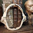 Kookkaat harmaahain leukaluut ”Jaws” - pikkukuva 1
