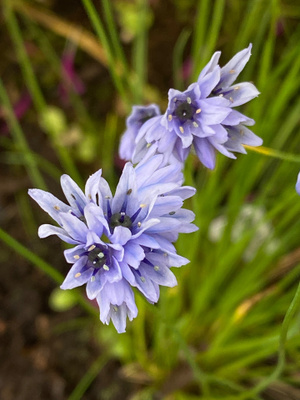 Posliinilaukka (Allium sikkimense), siemeniä 50 kpl