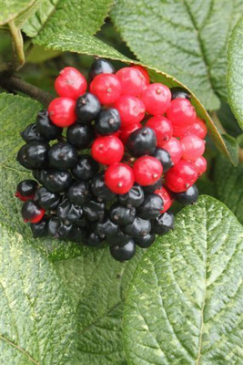 Villaheisi (Viburnum lantana), siemeniä 20 kpl
