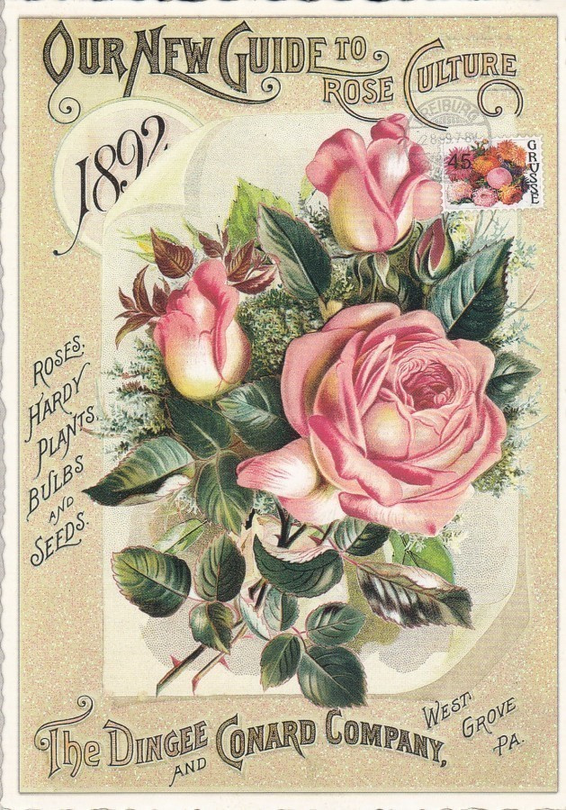 Mainos ruusut Dingle Company (Tausendschön-kortti)