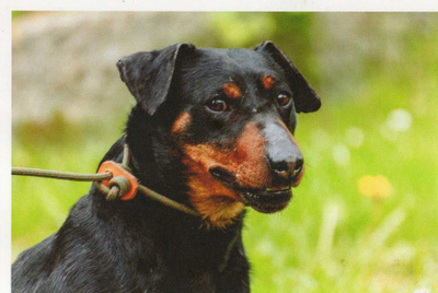 DOBERMANNI  POSTIKORTTI