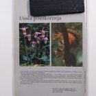 Suomen Luonto 2/1977 - pikkukuva 2