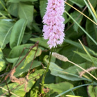 Isokonnantatar (Bistorta officinalis), siemeniä 50 kpl - pikkukuva 2