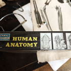 Renwal “Human Anatomy” Assembly Kit – Yhdysvallat, 1950–1960 - pikkukuva 3