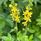 Maarianverijuuri (Agrimonia eupatoria), siemeniä 30 kpl - pikkukuva 5