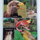 Singapore's fabulous Jurong birdpark - pikkukuva 2