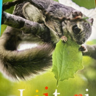 PÖNTINEN - KYNSIJÄRVI: LIITURI / LIITO-ORAVA - pikkukuva 1