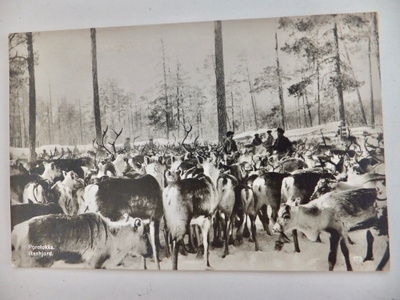 VANHA Postikortti Lappi Poroja n. 1930-l