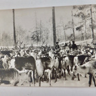 VANHA Postikortti Lappi Poroja n. 1930-l - pikkukuva 1