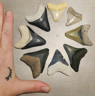 8 eri väristä jättihai megalodonin poikashammasfossiilia