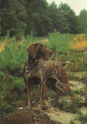 POINTER POSTIKORTTI