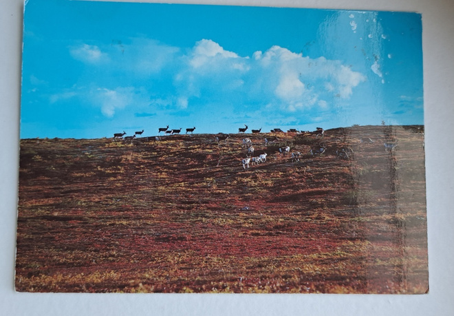 Lappi, poroja tunturilla, kulkenut 1978