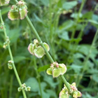 Kilpisuolaheinä (Rumex scutatus), siemeniä 50 kpl - pikkukuva 2