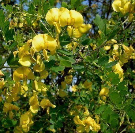 Keltarakkopensas (Colutea arborescens), siemeniä 20 kpl