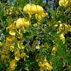 Keltarakkopensas (Colutea arborescens), siemeniä 20 kpl - pikkukuva 1