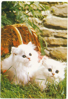KISSA-kortti