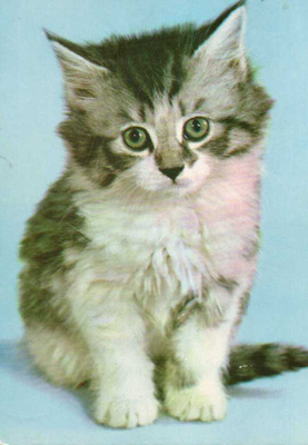 KISSA  POSTIKORTTI