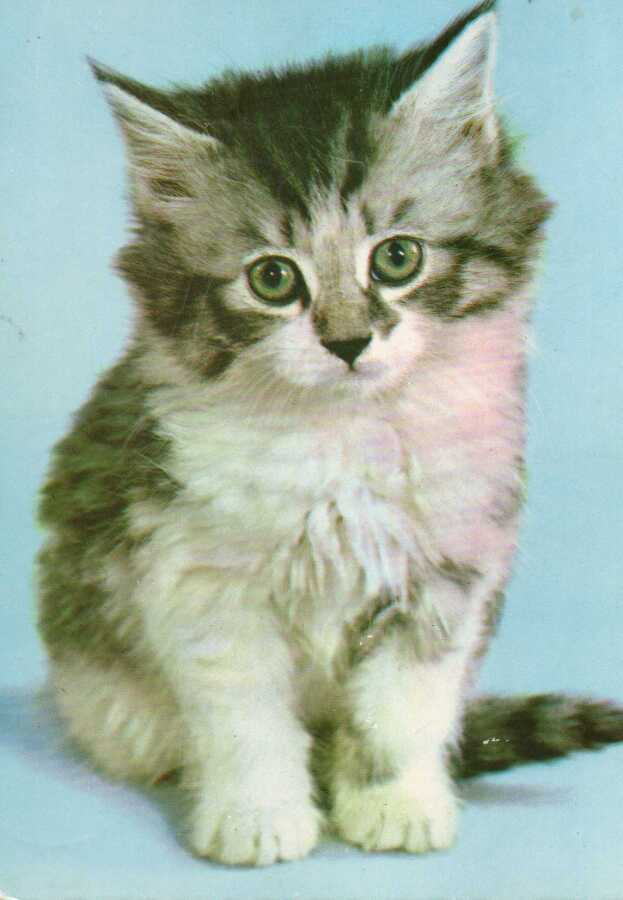 KISSA  POSTIKORTTI