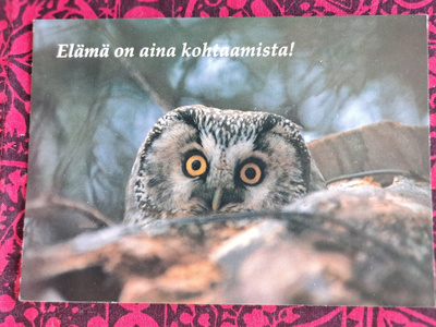 pöllö: "elämä on aina kohtaamisia",kulkenut