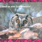 pöllö: "elämä on aina kohtaamisia",kulkenut - pikkukuva 1