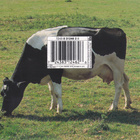 Pink Floyd - Atom Heart Mother - pikkukuva 2