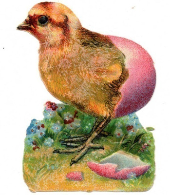 WANHA / SUURI pääsiäistipu kuoriutumassa. 1900-l.