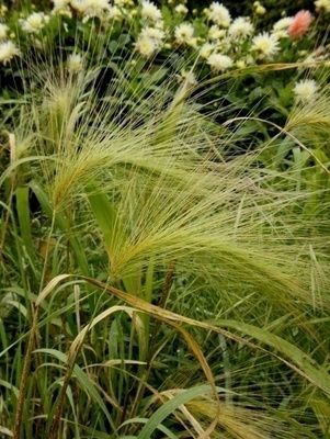 Partaohra (Hordeum jubatum), siemeniä 30 kpl