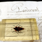 Natura Obscura – Entomologinen näyte no. 317 - pikkukuva 3