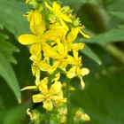 Maarianverijuuri (Agrimonia eupatoria), siemeniä 30 kpl - pikkukuva 2